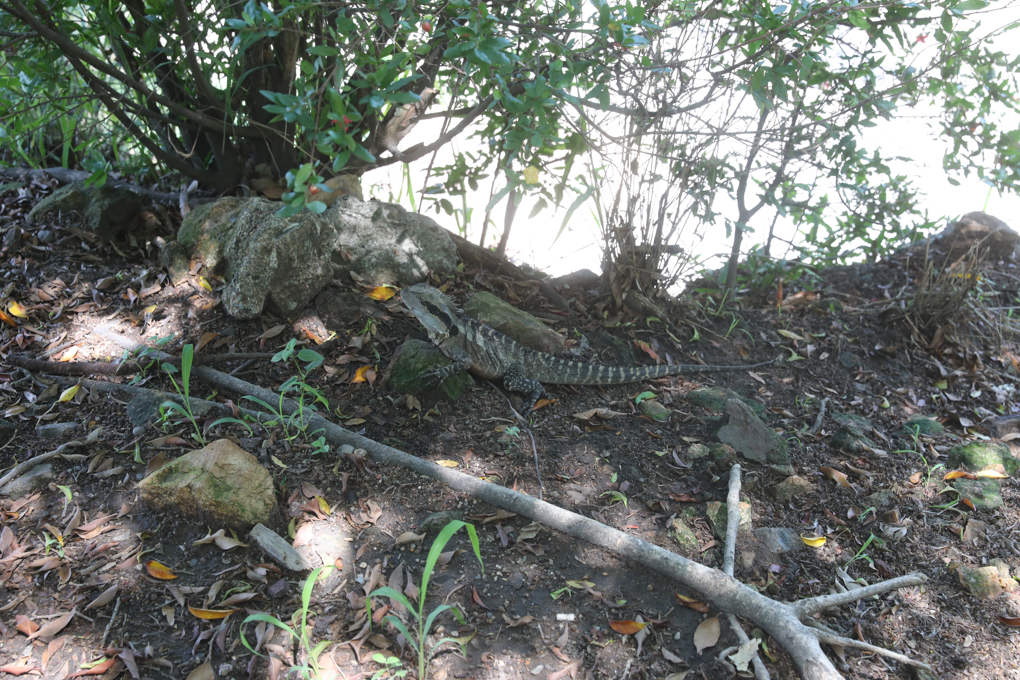 2020 01 21 11 33 59 Canon EOS 5D Mark IV 0001